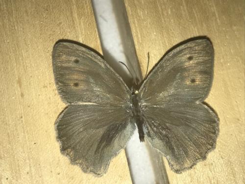 Réf. 266 987 : Hyponephele lycaon