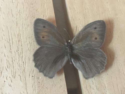 Réf. 266 988 : Hyponephele lycaon