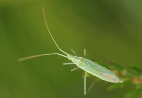 Réf. 266 850 : Megaloceroea recticornis