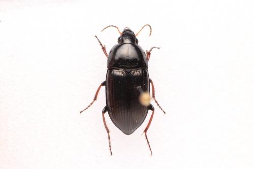 Amara kulti