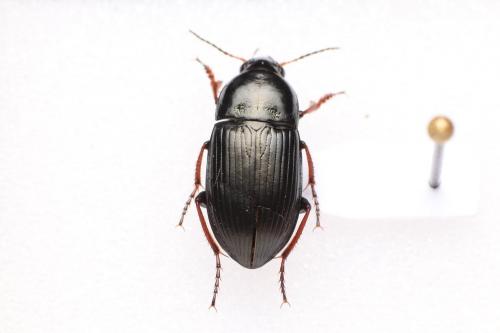 Amara fulvipes
