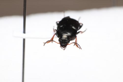 Amara fulvipes