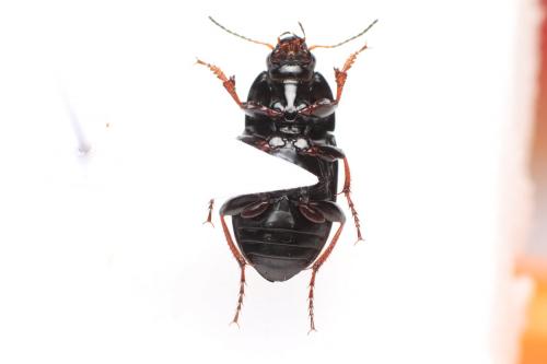Amara fulvipes