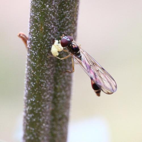 Baccha elongata
