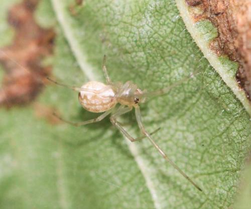 Linyphiinae