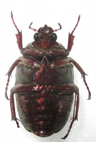 Metallopseudinca auberti
