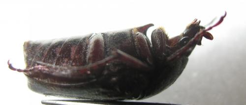 Réf. 266 959 : Metallopseudinca auberti