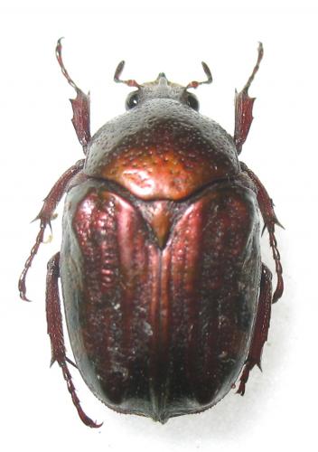 Réf. 266 957 : Metallopseudinca auberti