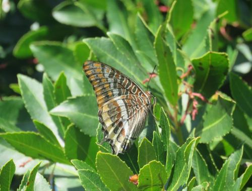 Charaxes jasius