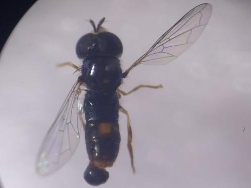 Paragus tibialis