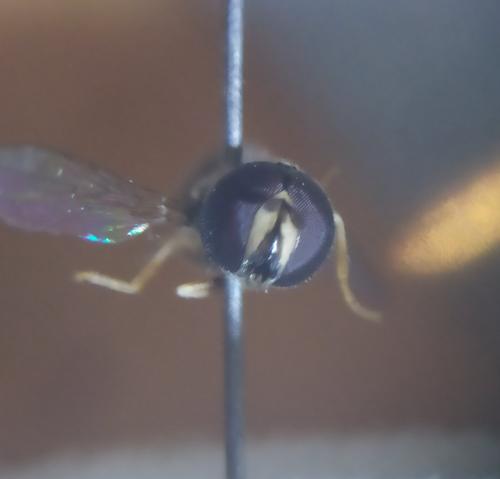 Paragus tibialis