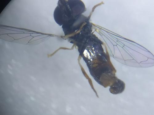Paragus tibialis