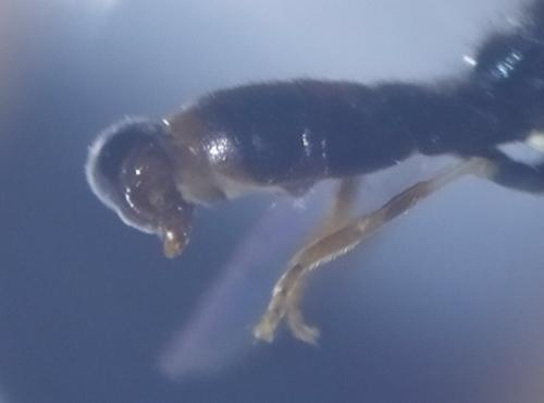 Paragus tibialis