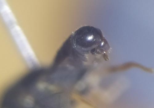 Paragus tibialis