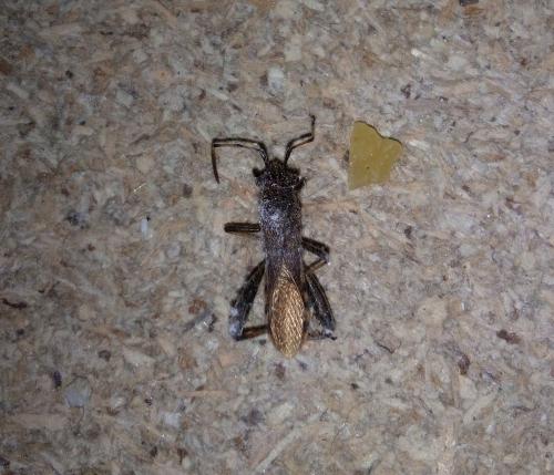 Camptopus lateralis