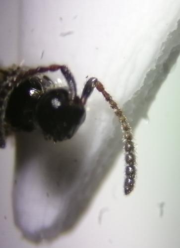 Réf. 266 396 : Trichopria sp.
