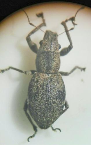 Réf. 266 434 : Naupactus cervinus