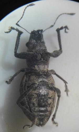 Réf. 266 435 : Naupactus cervinus