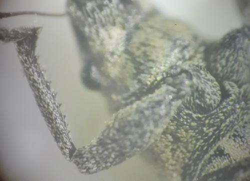 Naupactus cervinus