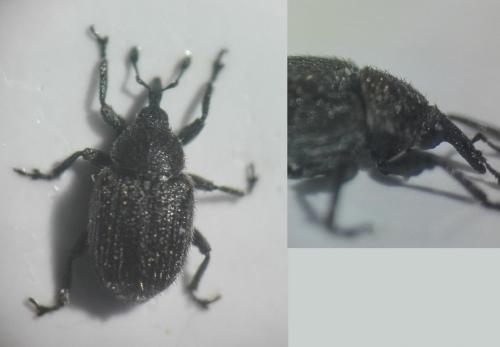 Rhinusa antirrhini