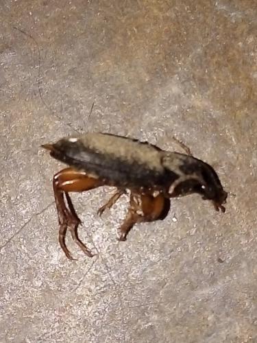 Réf. 266 644 : Pseudoophonus rufipes