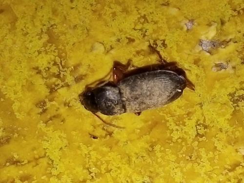 Réf. 266 642 : Pseudoophonus rufipes