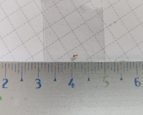 Tapinoma melanocephalum
