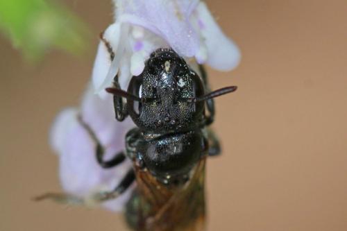 Ceratina sp.