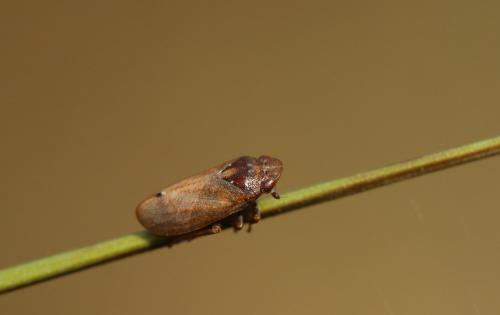 Réf. 266 730 : Tettigometra impressopunctata