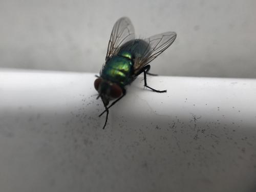 Réf. 266 074 : Lucilia sericata