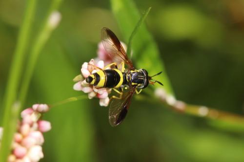 Réf. 266 878 : Chrysotoxum volaticum