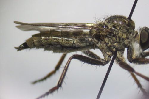 Réf. 266 779 : Tolmerus sp.