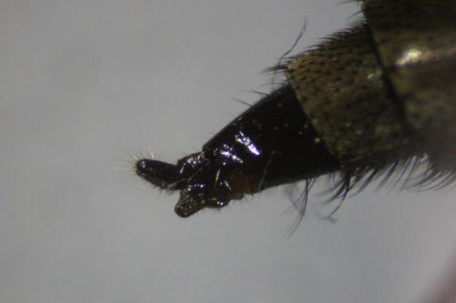 Réf. 266 782 : Tolmerus sp.