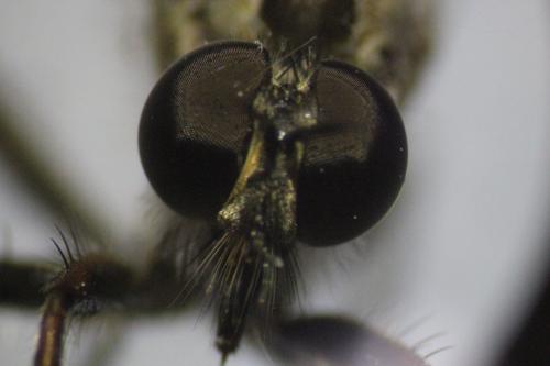 Réf. 266 781 : Tolmerus sp.