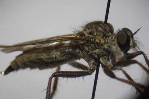 Réf. 266 780 : Tolmerus sp.