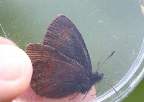 Erebia manto