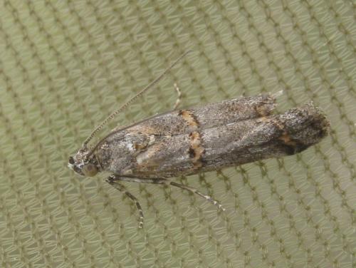 Khorassania compositella