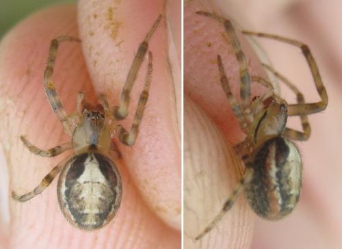 Zygiella (atrica-x-notata)