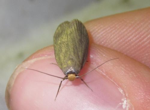 Achroia grisella