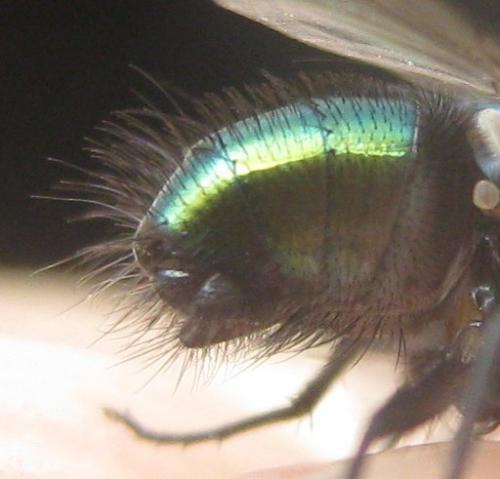 Lucilia richardsi