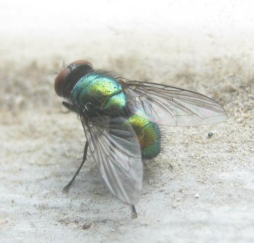 Lucilia richardsi