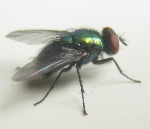 Lucilia richardsi