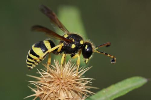 Paragymnomerus spiricornis