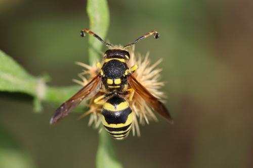 Paragymnomerus spiricornis