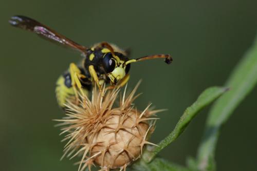 Paragymnomerus spiricornis