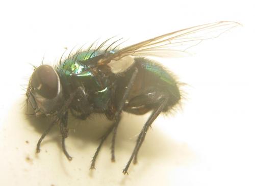 Lucilia richardsi