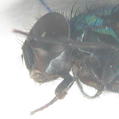 Lucilia richardsi