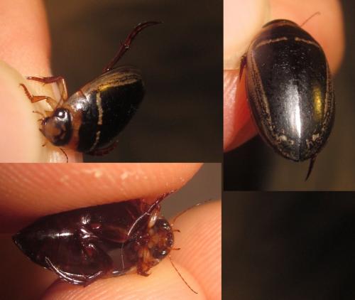Réf. 266 250 : Hydaticus transversalis