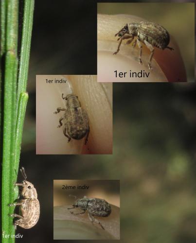 Réf. 266 427 : Strophosoma capitatum