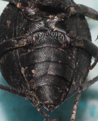 Réf. 266 895 : Adesmia maroccana